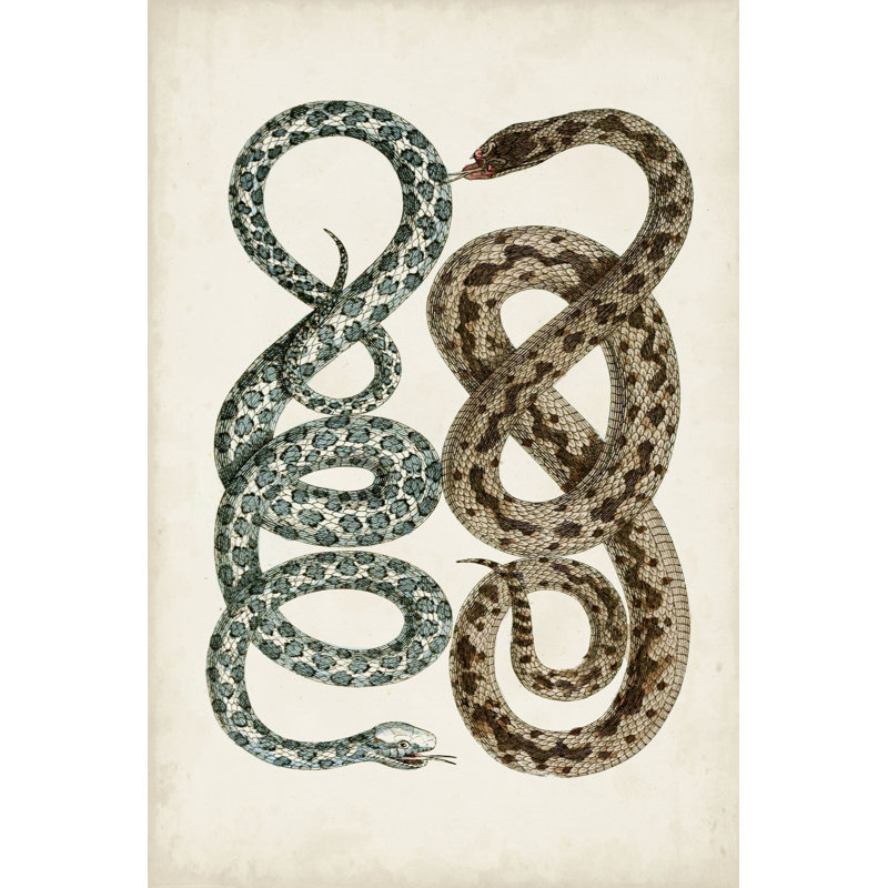 Antique Snakes IV - Wrapped Canvas Painting, Wrapped Canvas, 91cm H x 61cm W