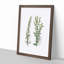 Mugwort Flowers Illustration - Picture Frame Painting Print-55581111-55581110
