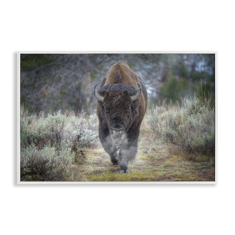 Bison Stepping, photographie, estampe numérique par Rick Berk, Estampe numérique encadrée blanc bord de mer