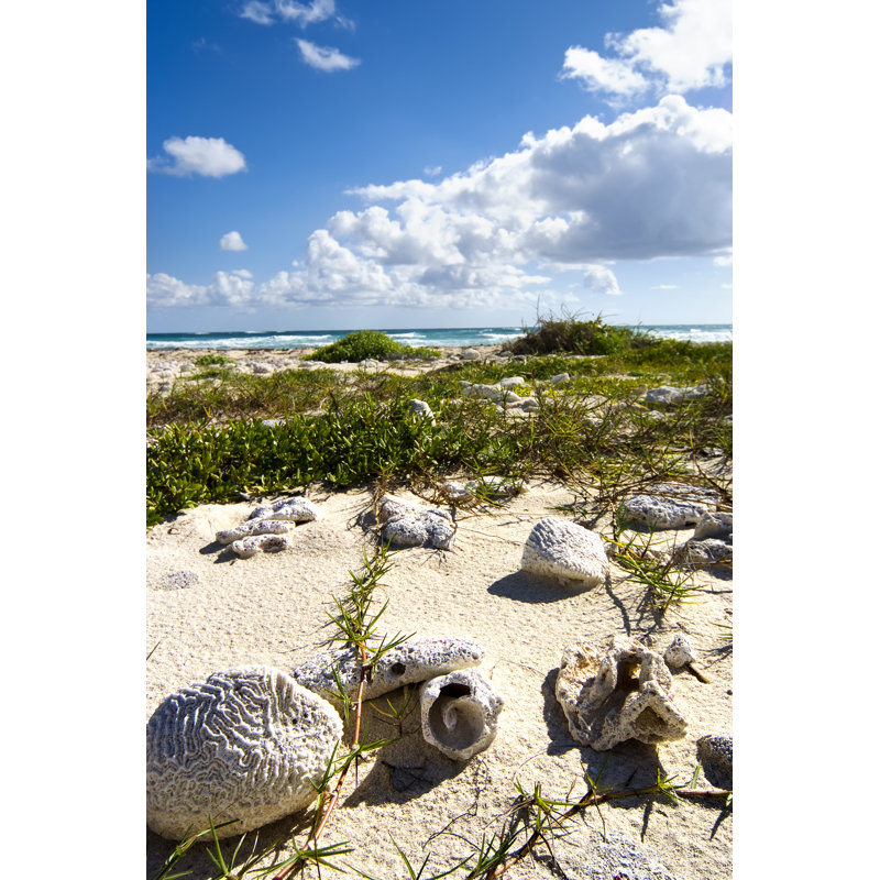 Shells Of Coral - Wrapped Canvas Print, 46cm H x 30cm W x 3.8cm D