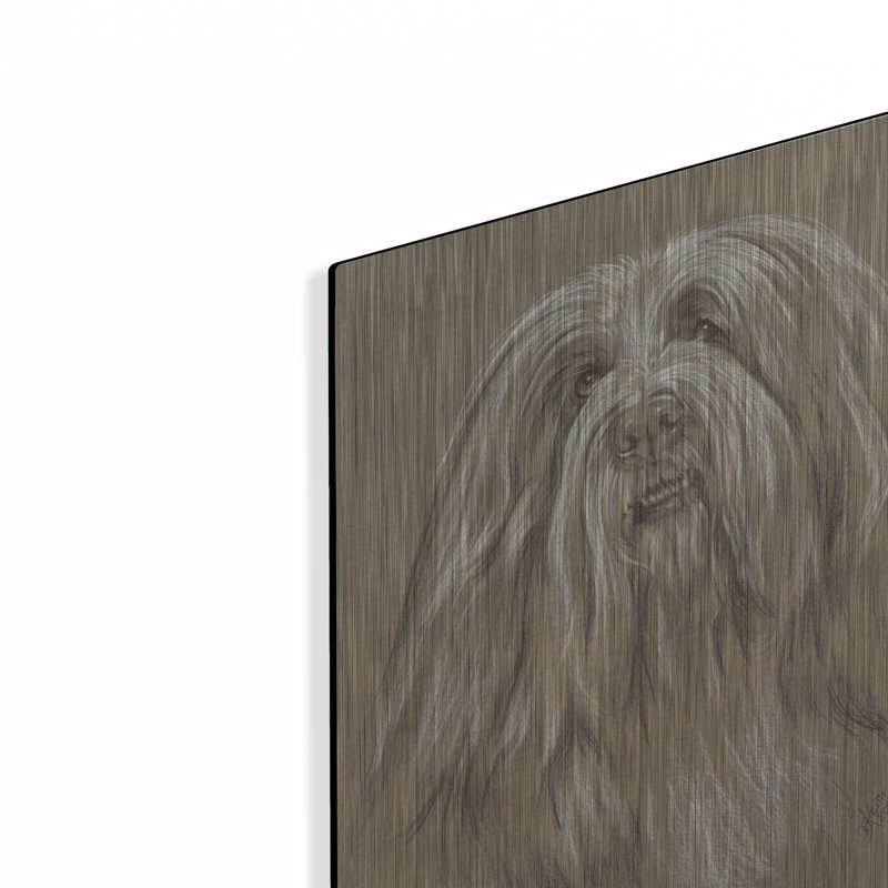 "Bearied Collie" par Barbara Keith, H 16 po x l 12 po