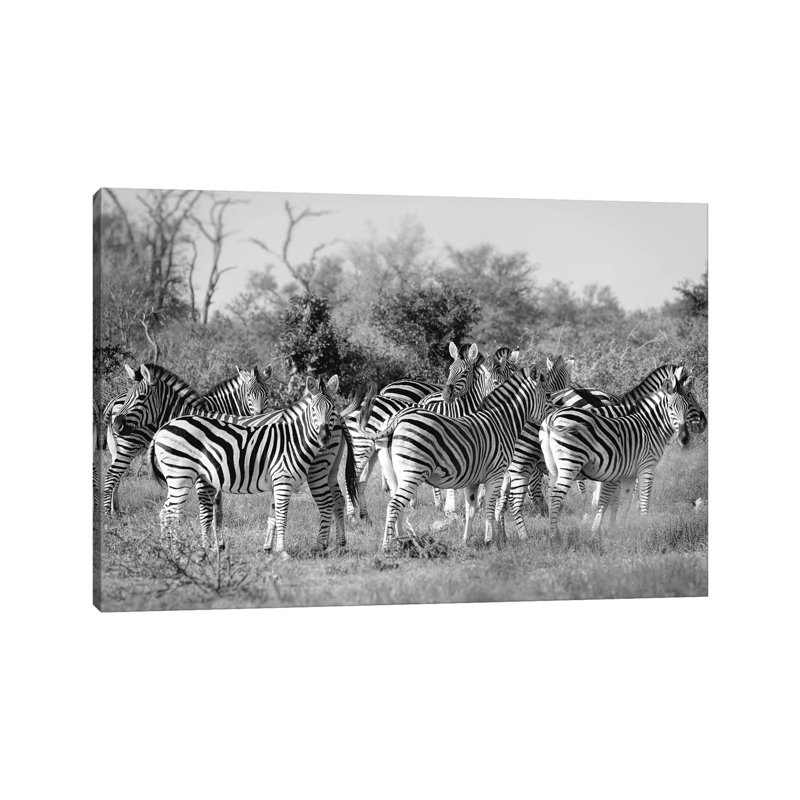 Zebras by MScottPhotography - Wrapped Canvas Print, 66.04 cm H x 45.72 cm W x 1.91 cm D