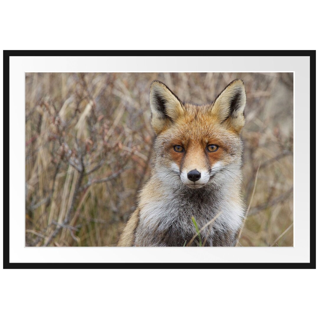 Gerahmtes Poster Aufmerksamer Fuchs im Geäst