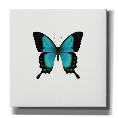 «Blue Butterfly» par PhotoINC Studio