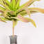 Branches de tige artificielle de style maison de campagne artificielle pour remplissage de vase, centre de table de décoration de bureau à domicile-190556476