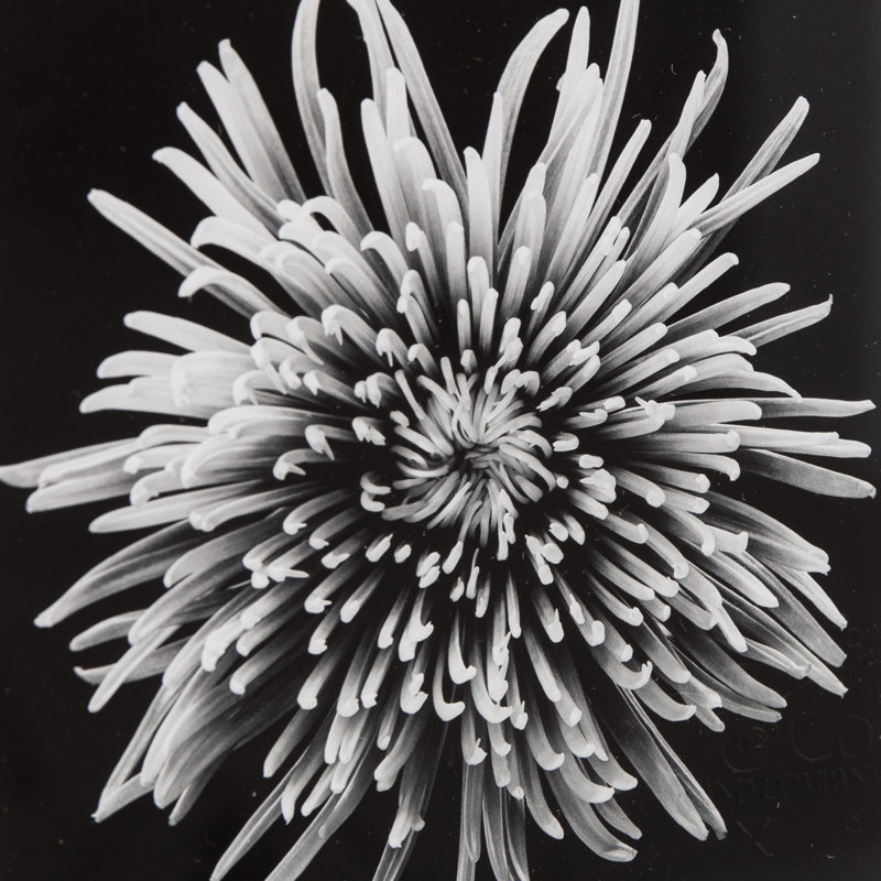 Black Blossom - D Print