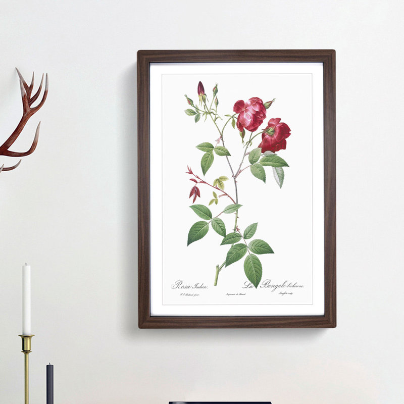 Velvet China Rose in Pink by Pierre-Joseph Redoute - Picture Frame Painting Print, 48cm H x 65cm W x 2cm D, Walnut Framed