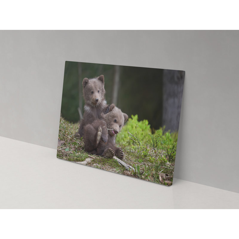 Bear Cubs Messing Around - Wrapped Canvas Print, 102cm H x 153cm W x 4cm D