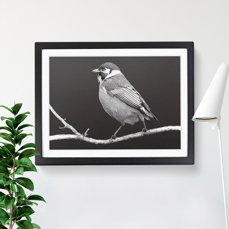 Attractive Bird - Single Picture Frame Print, 46cm H x 64cm W x 2cm D, Black
