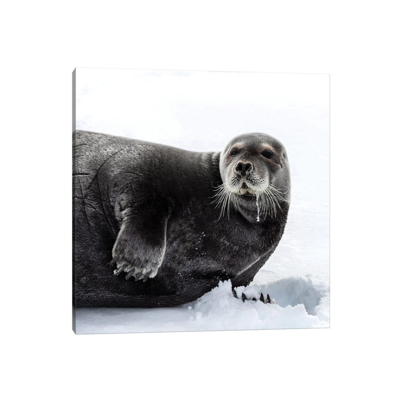 Bearded Seal In Svalbard by Jane Rix - Gallery-Wrapped Canvas Giclée on Canvas, Wrapped Canvas, 45.72 cm H x 45.72 cm W