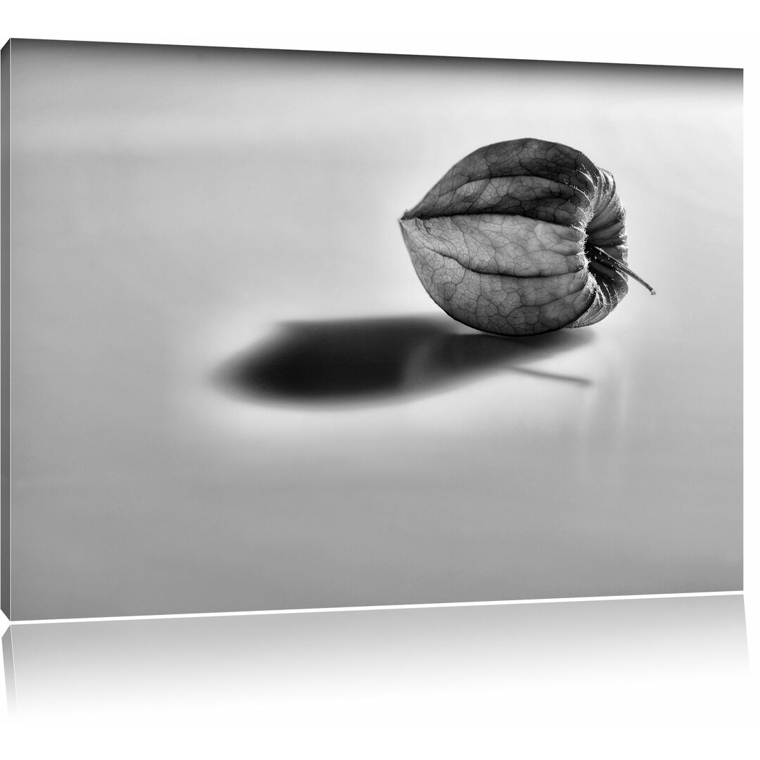 Leinwandbild Kleine Physalis in Monochrom