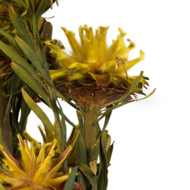 Preserved Arrangement