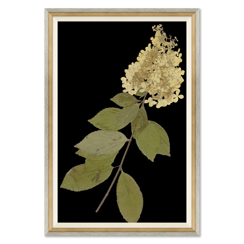 «Herbier Solarized avec fond sombre»