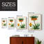 AntiqueFloralFolioVII, reproduction encadrée - bois massif-112355574
