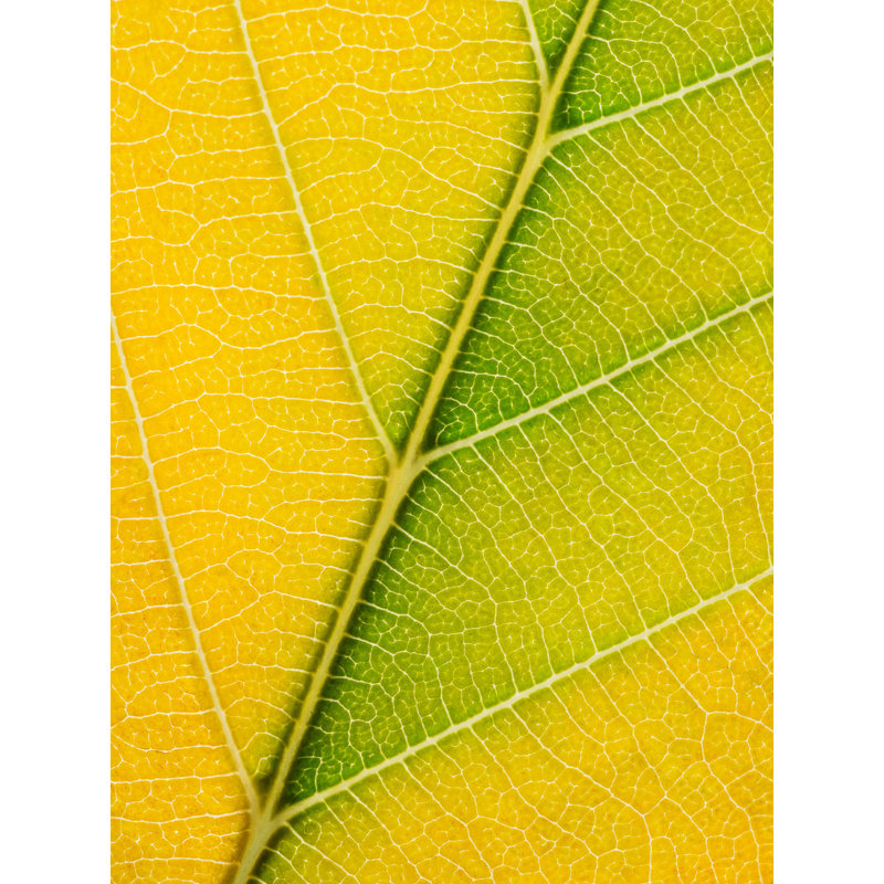 Feuille d'automne par Philippe Moisoux, H 32 po x l 24 po, Toile tendue