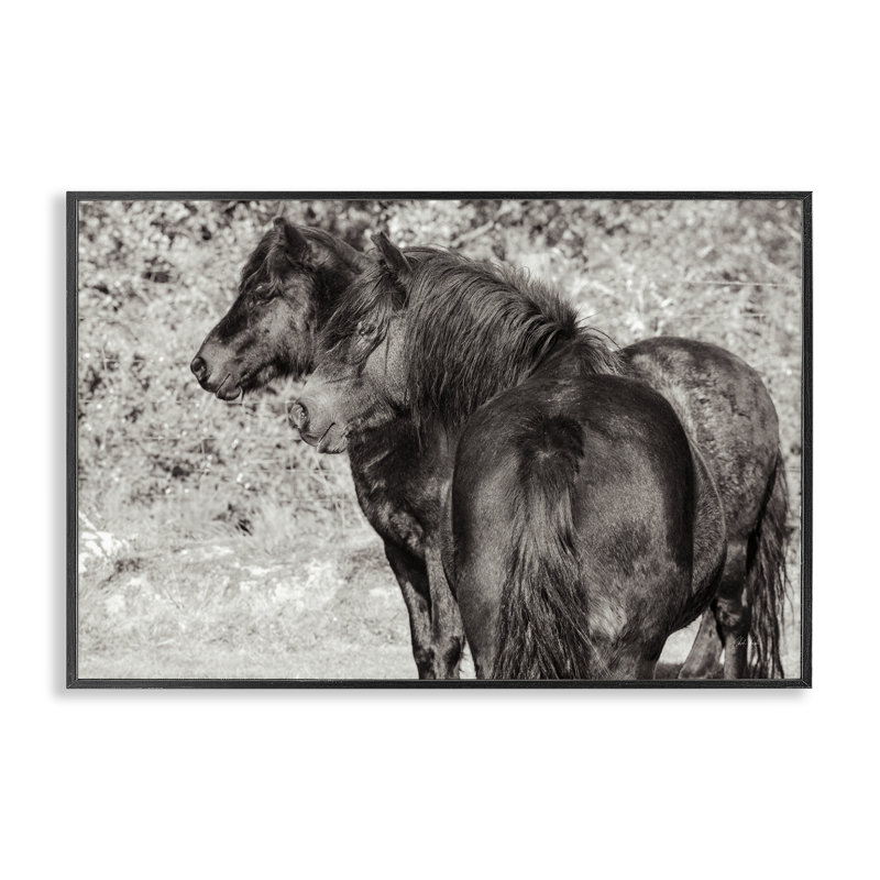 «Dartmoor Poneys Duo», estampe numérique de Deborah Revell, H 12 po x l 18 po, Giclée encadrée noir minuit