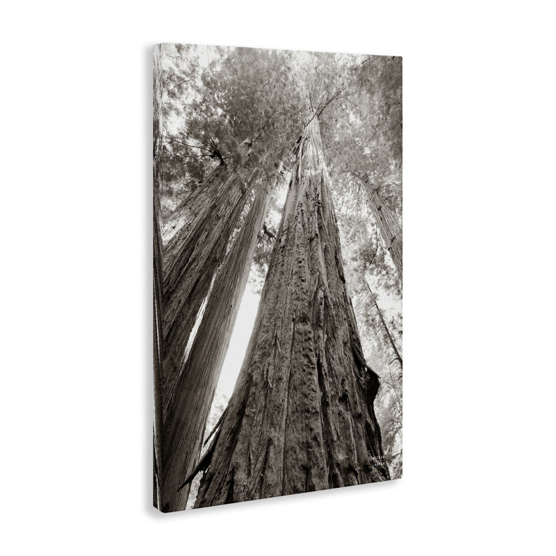 Art mural sur toile, "Ancienne forêt de séquoia" par Nathan Larson, H 24 po x l 16 po