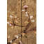 Flora Bar Cabinet