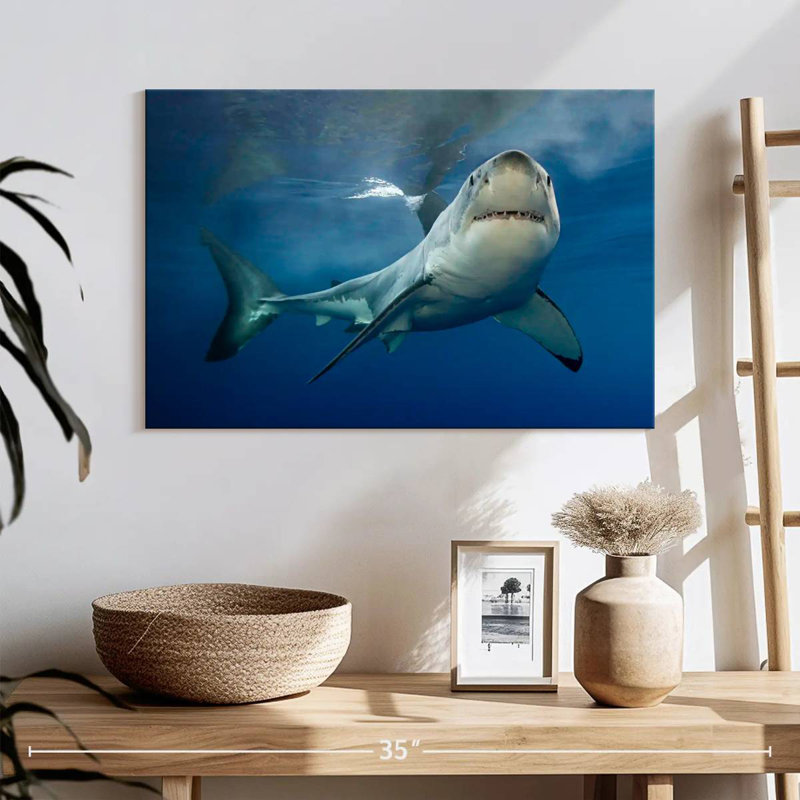 Brampt Shark Pursuit, H 16 po x l 24 po