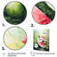 «Green Brush Melon Bounty II - Melon», art mural-1623659535