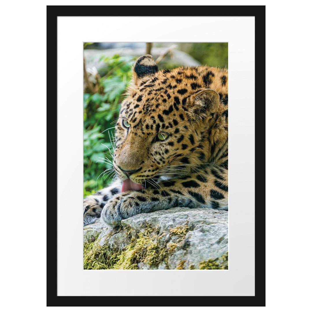 Gerahmtes Poster Leopard beim Putzen