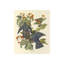 White Crowned Pigeon Print by James Audubon-64114523
