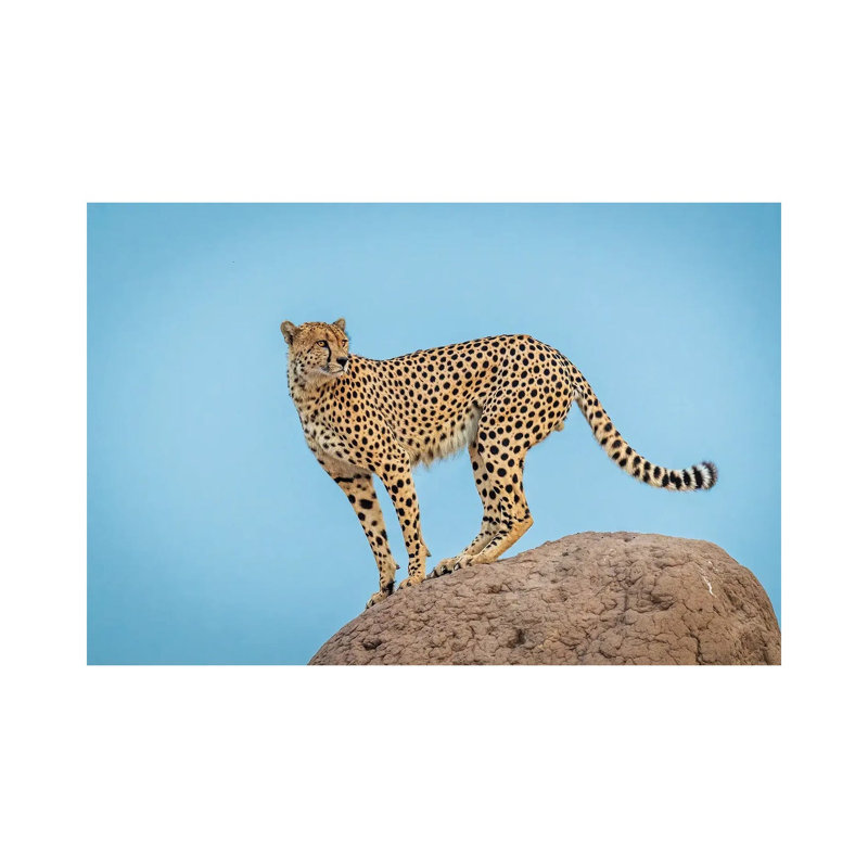 Cheetah in the Blue Hour by Jeffrey C. Sink - 1 Piece Wrapped Canvas Wall Art, 20.32 cm H x 30.48 cm W