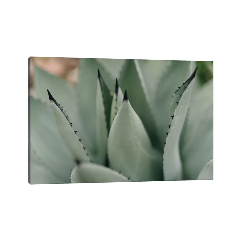 Mint Succulent II by Chelsea Victoria - Wrapped Canvas Print, 20.32 cm H x 30.48 cm W