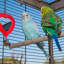 70cm Flat Top Table Top Bird Cage with Perch