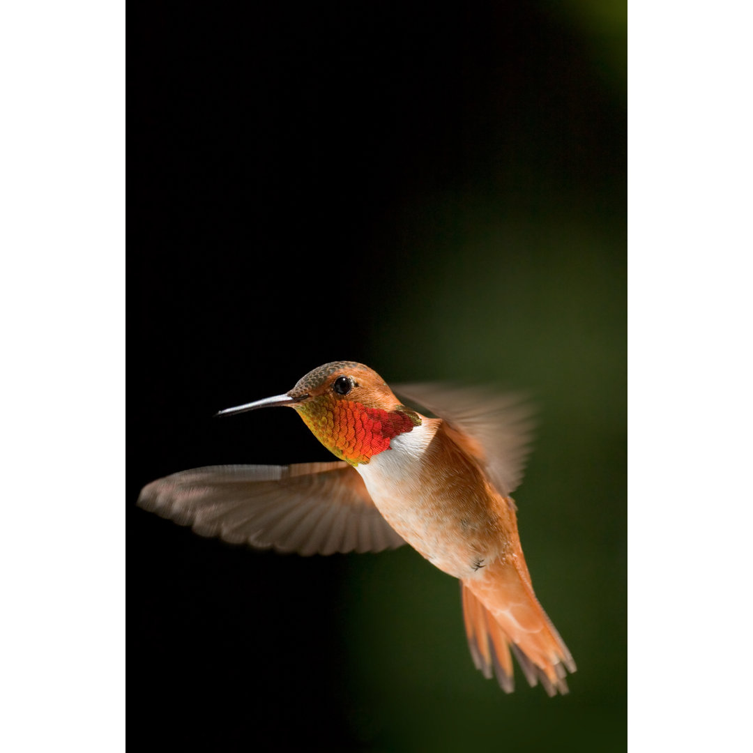 A Allens Hummingbird In Flight by Geckonia - Drucken