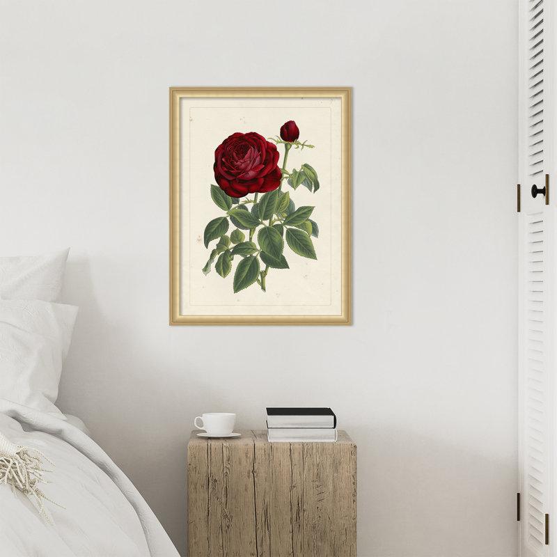 «Van Houtteano Rose», reproduction d'art encadrée en bois, 26 x 20, Or de Florence