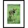 Global Gallery 'White-Tailed Deer Fawn' Framed Photographic Print | Wayfair