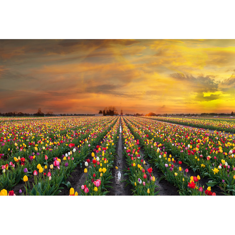 Photographie de tulipe colorée sur toile Derrel, H 32 po x l 48 po x P 1,25 po