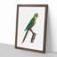 Musk Lorikeet by F. Levaillant - Picture Frame Painting Print-55580831-55580832