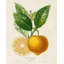 Art sur toile tendue, Rosalind Wheeler Risso, A., French Lemon Botanical III-258369437
