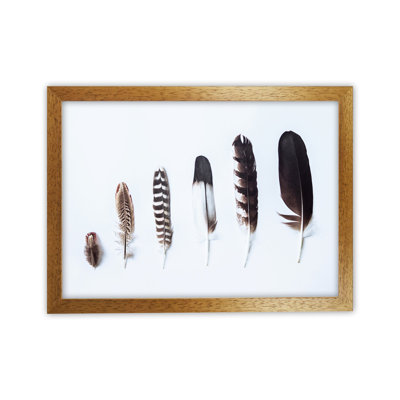 Feathers II 1 Piece Wall Art