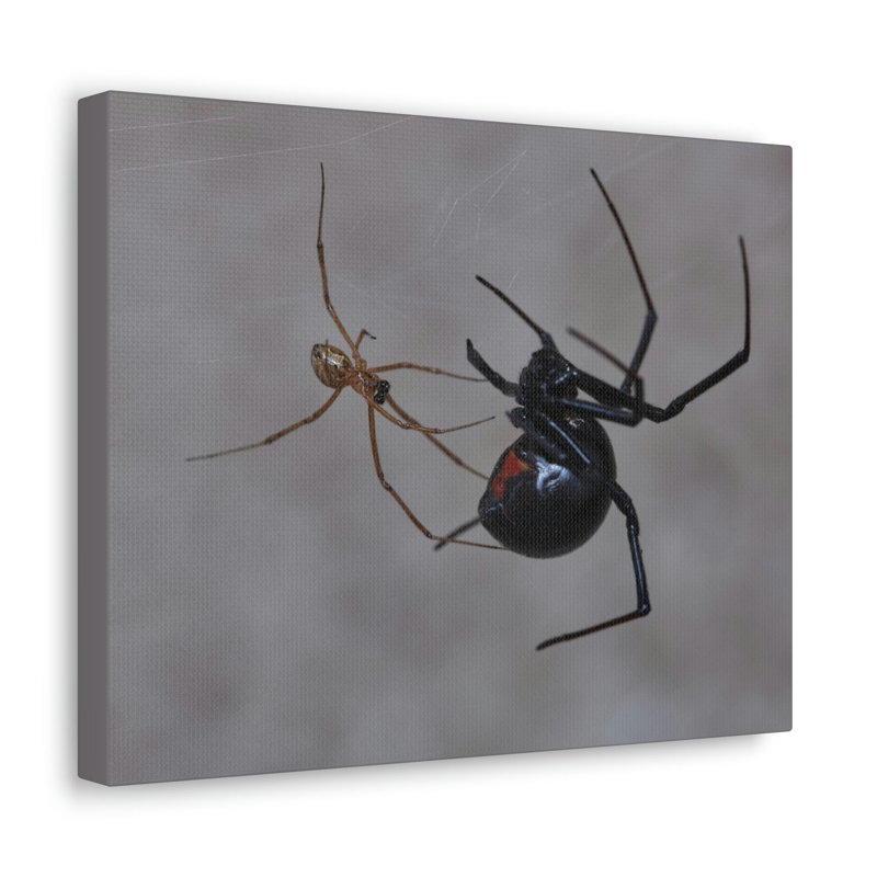 No Frame Print on Canvas, 27.94cm H x 35.56cm W