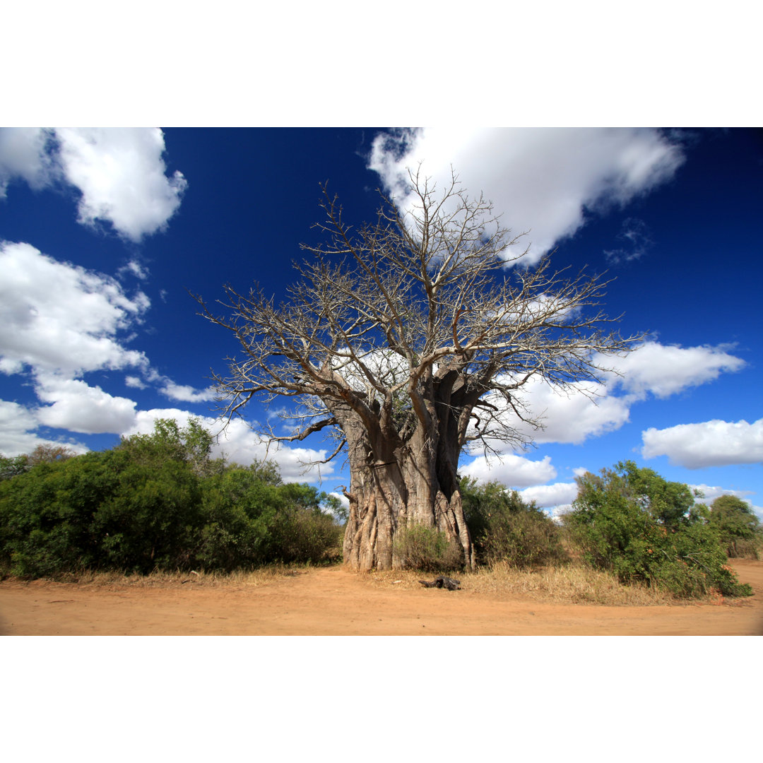 Baobab In Kruger Park, Südafrika von Moonstone Images - Kunstdrucke ohne Rahmen auf Leinwand