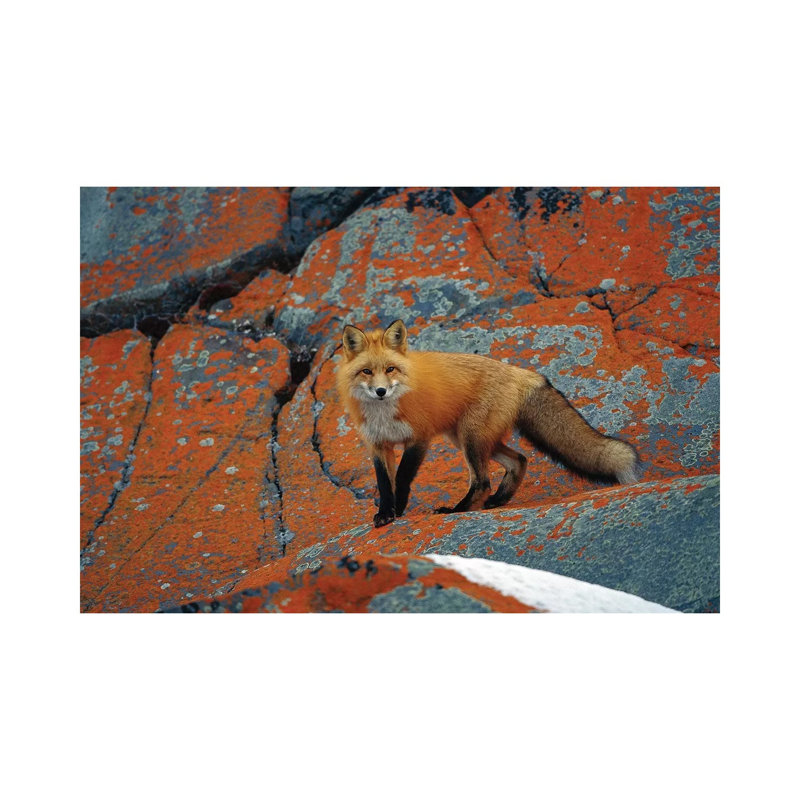 Red Fox On Rocks With Orange Lichen, Churchill, Canada by Konrad Wothe - Wrapped Canvas Print, 20.32 cm H x 30.48 cm W