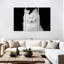 Chat blanc ravi-107947788