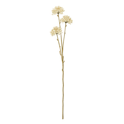 Anastasija Arrangement