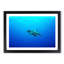 Swimming Turtle - Picture Frame Painting Print-55616787-55616791