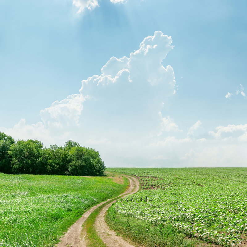 Grass And Light Clouds by Mycola - Wrapped Canvas Print, 30cm H x 30cm W