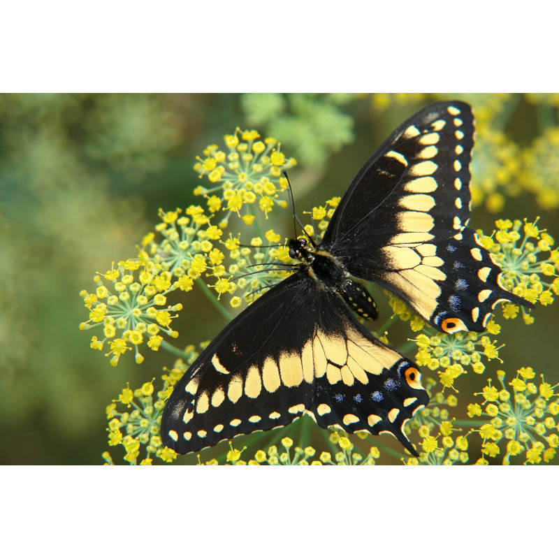 Papillon équatorien Oskaloosa par Mumifikator, H 12 po x l 18 po