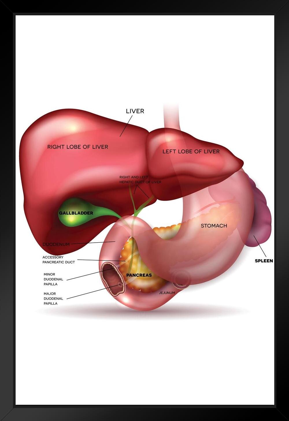 liver and pancreas diagram