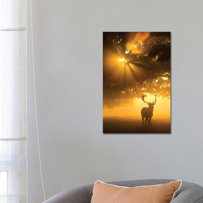 Mist On Tree Can't Stop Sunshine by Kutub Uddin - Print on Canvas