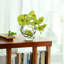 Orchid Arrangement in Glass Vase