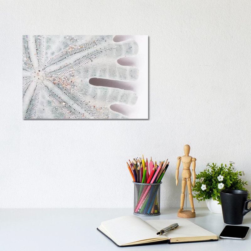 Florida Sand Dollar II by Philippe Hugonnard - Wrapped Canvas Gallery-Wrapped Canvas Giclée, 20.32 cm H x 30.48 cm W