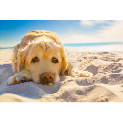 Dog Relaxing by Damedeeso - Wrapped Canvas Print