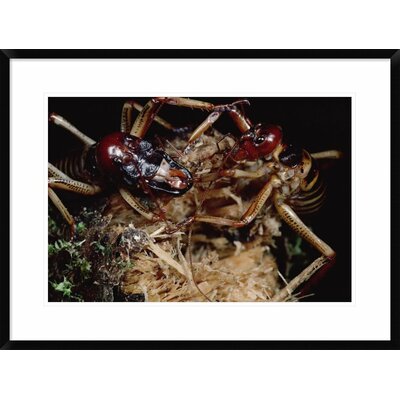 Tree Weta Male with Larger Head and Female, New Zealand' Framed Photographic Print -  Global Gallery, DPF-450698-1624-266 Wall Art